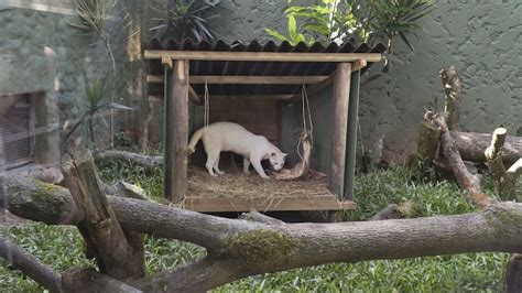 No chance of survival: First known albino ocelot wild cat concerns ...