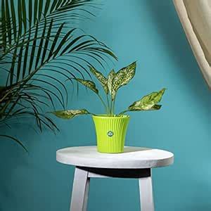 TrustBasket Tancy Pot 6-inch Table Top Planter Pot (Green) | Heavy Duty ...