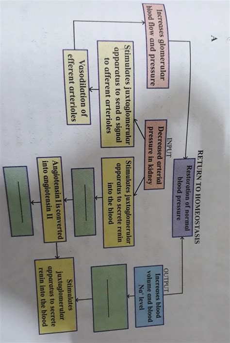 complete the diagram/ chart with correct labels/ information. write the ...