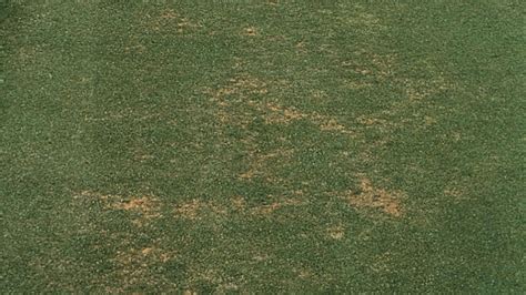 Image result for Pythium Root Rot Signs