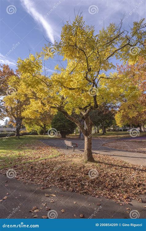 Golden Autumn in a Public Park Gresham Oregon Stock Image - Image of ...