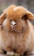 Image result for Holland Lop Eared Rabbits