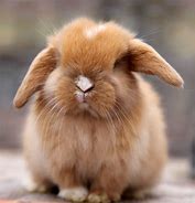 Image result for Baby Dutch Bunnies