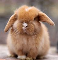 Image result for holland lop bunny rabbits
