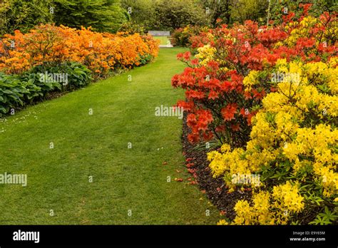 Azalea borders and long grass path Stock Photo - Alamy