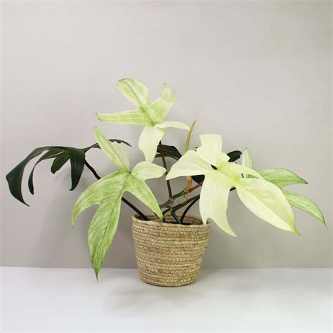 Top 7 Reasons to Love Philodendron Florida Ghost