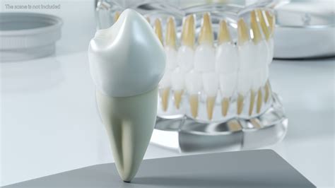 Canine Tooth Human 3D - TurboSquid 2139732