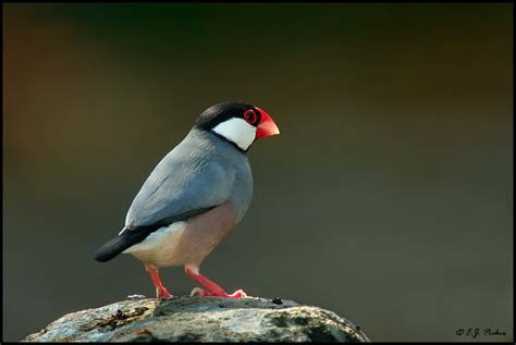 Image result for Java Sparrows for Sale