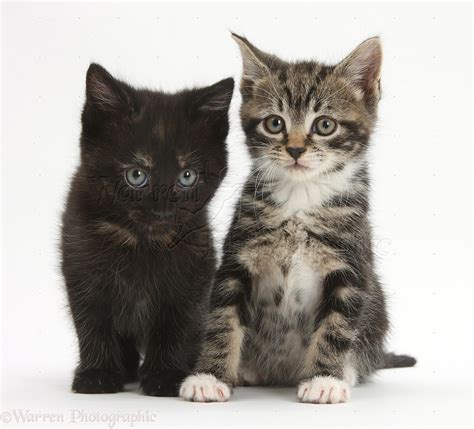 Tabby and black kittens photo WP29139