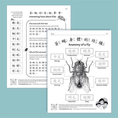 Bird Fly Worksheet 的图像结果