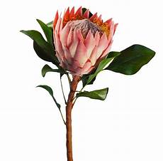 fiori tropicali fiore tropicale protea king fior di loto riccione fiori tropicali fiore tropicale protea king fior di loto riccione