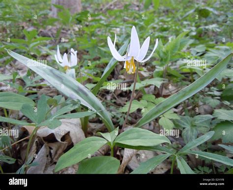 White Trout Lily (Erythronium albidum) in bloom at Port Louisa National ...