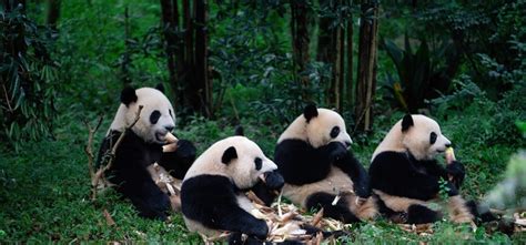 The 10 BEST HIDDEN HOTEL hotels in Chengdu | Trip.com