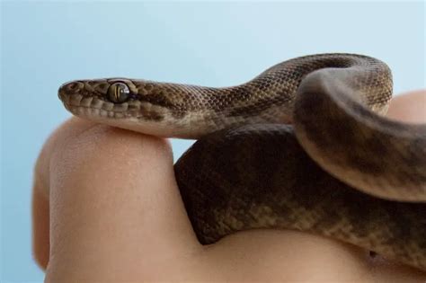 Children's Python Feeding 的图像结果