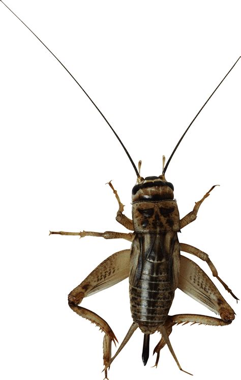 Cricket insect PNG transparent image download, size: 1902x3000px