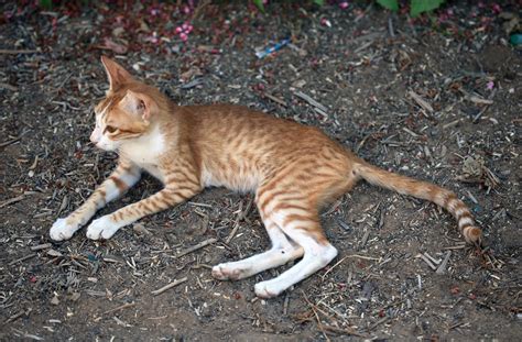 Arabian Mau Cat Breed Information & Characteristics