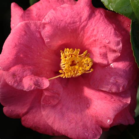 Camellia Japonica - Lady Clare - Twin Branch Nursery