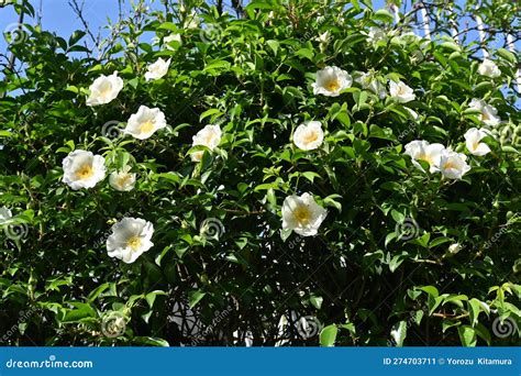 Cherokee Rose ( Rosa Laevigata ) Flowers. Stock Image - Image of flora ...