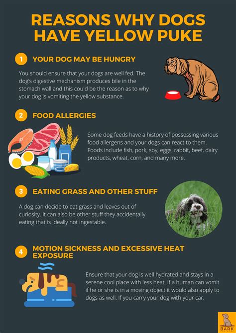 Why Do Dogs Eat Grass And Throw Up