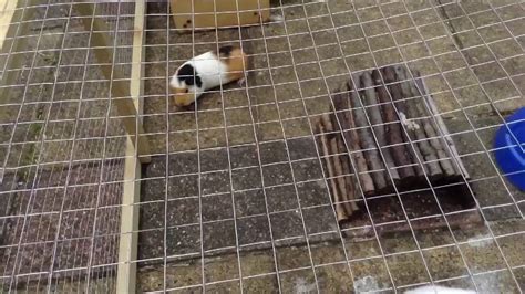 Image result for Homemade Rabbit Run
