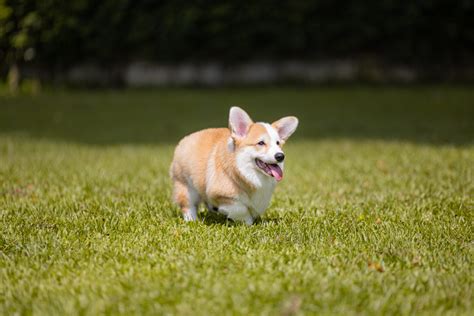 Pembroke Welsh Corgis: Temperament, Size, Life Expectancy
