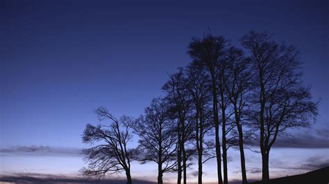 Download wallpaper 1920x1080 trees, branches, silhouette, sky, dusk ...