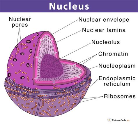 what is nucleus with daigram - Brainly.in