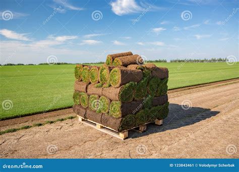 Rolls of Turf Stacked in Preparation Ready To Be Laid in Ground Lawn ...