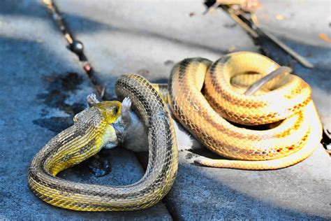 Yellow Rat Snake Florida Snakes