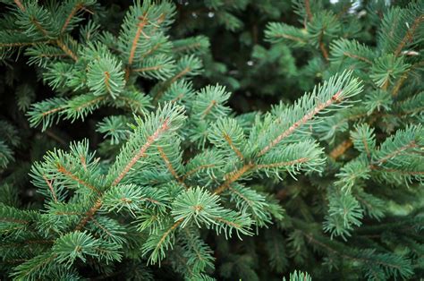 Black Hills Spruce Trees For Sale | The Tree Center