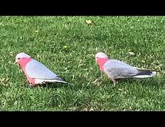 Image result for Cute and Cuddly Galahs