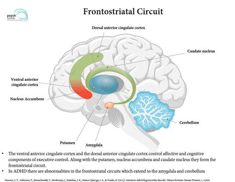 Image result for ADHD Prefrontal Cortex