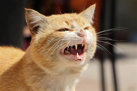 Why Does Your Cat Hiss? — The Reasons Behind This Cat Noise