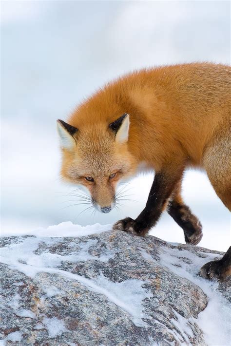 Red Fox
