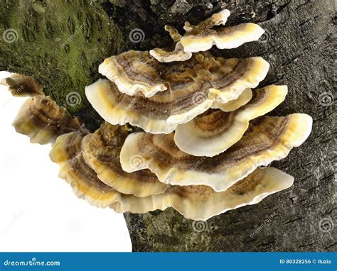 Image result for Tree Rot Fungus