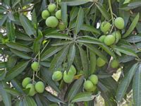 Sheriff & Sheriff Mangowala