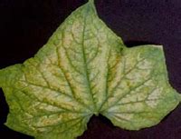 Cucurbitaceous Vegetable Magnesium