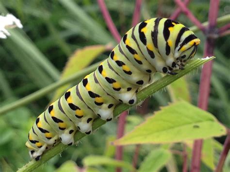 Tiger Swallowtail Caterpillar on Queen Anne's Lace