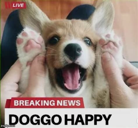 Doggo happy - Imgflip