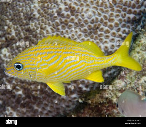 French Grunt fish in profile view Stock Photo - Alamy
