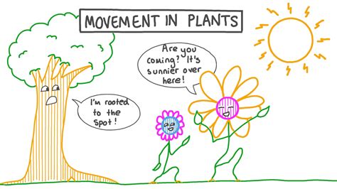 How Do Plants Move Materials Through The Structure at Sienna Schaw blog