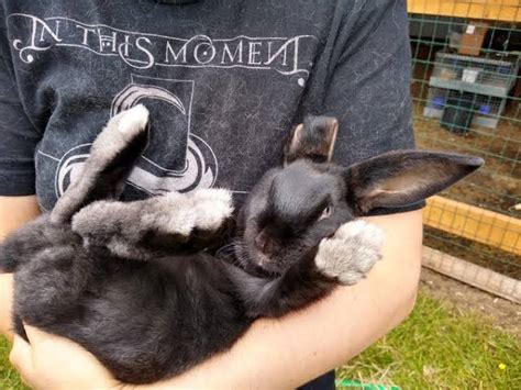 Rabbit Behavior & Body Language Cheat Sheet For Beginners – Bunnyislove