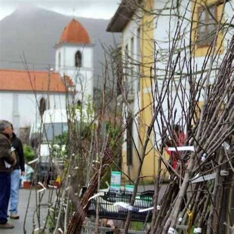 El sábado regresa la Feria del Arbol de Santa Dorotea en Balmori con ...