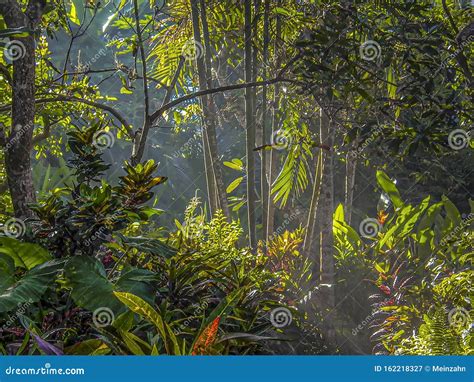 Image result for Eastern Java Bali Rain Forest