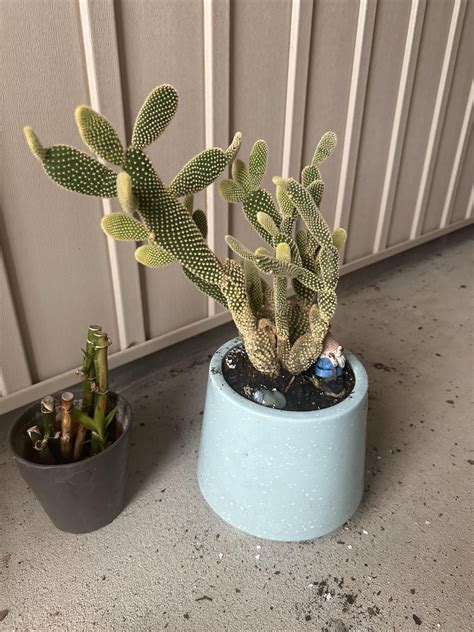 Repotting Opuntia 的图像结果
