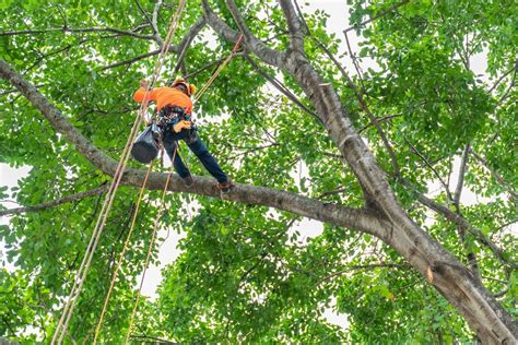 Image result for Spring Tree Pruning