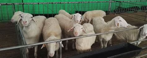 羊饲料怎么配比，圈养羊的颗粒饲料配方 - 知乎