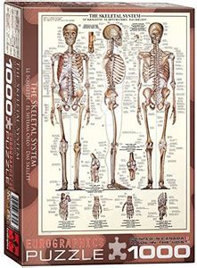 EuroGraphics Skeletal System (Chart) Puzzle (1000-Piece) - Skeletal ...