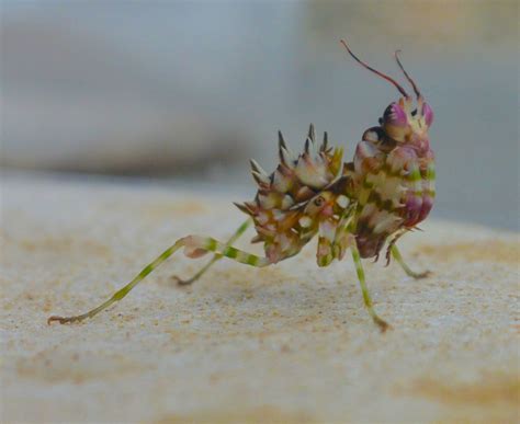 My spiny flower mantis molted again. He looks like a cartoon character ...