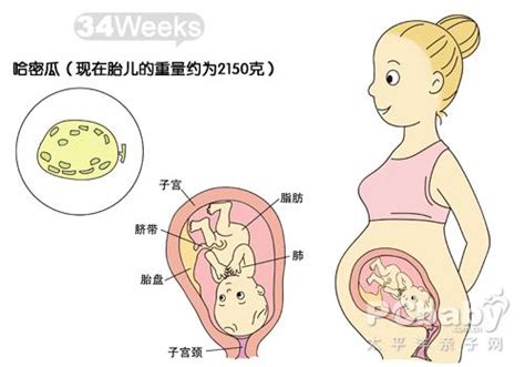 【怀孕34周】怀孕34周胎儿图 34周肚子痛胎动应注意什么 - 妈妈育儿网